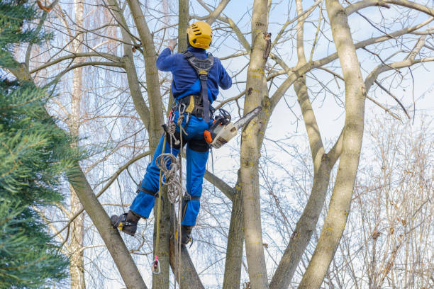 Best Tree Disease Treatment  in USA